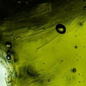 Moldavita moldavite piedra auténtica en bruto refMp5a2