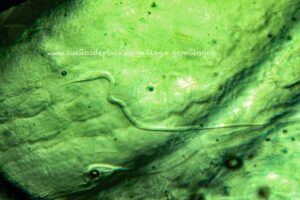 moldavita autentica alta vibración lechatelierita microscopio