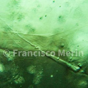 Moldavita piedra auténtica colgante acero abierto MMJ2A-2