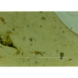 Vidrio del desierto Libio " Libian Glass " ref. especial2-1