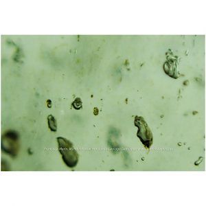 Vidrio del desierto Libio " Libian Glass " ref. especial3